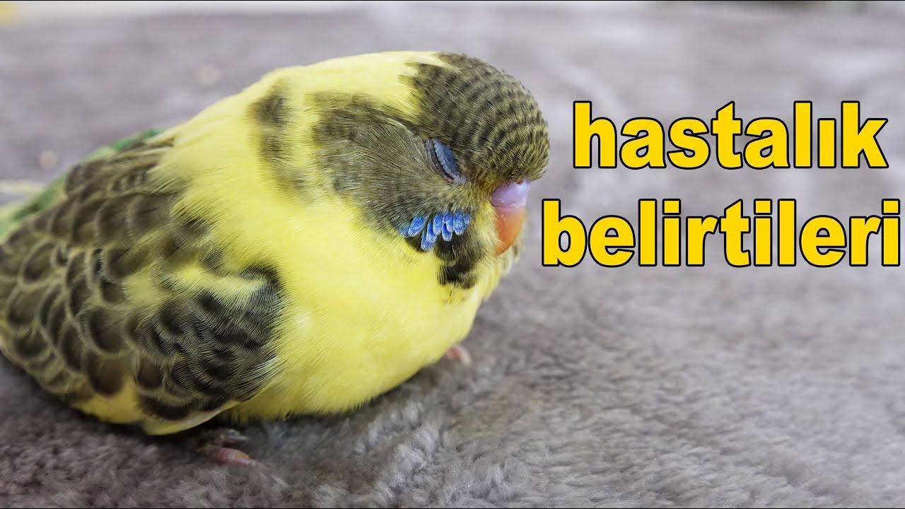 Muhabbet kuşu hastalık belirtisi