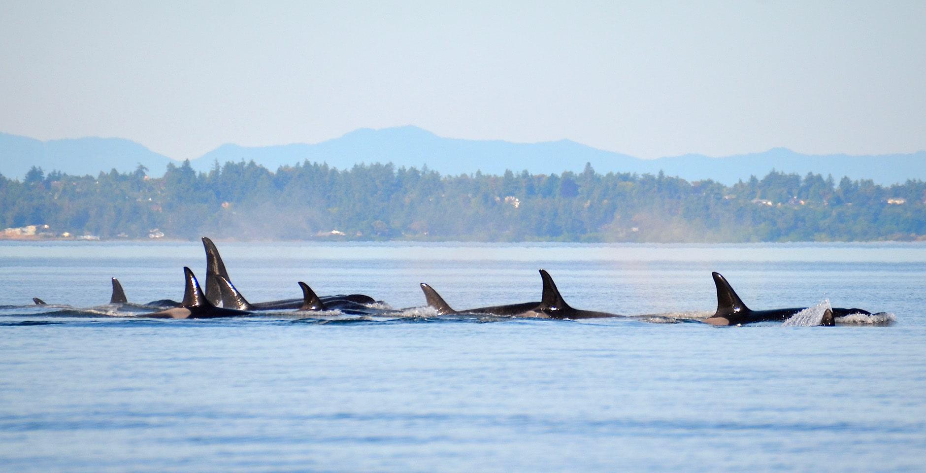 Balinaların Göç Yolları