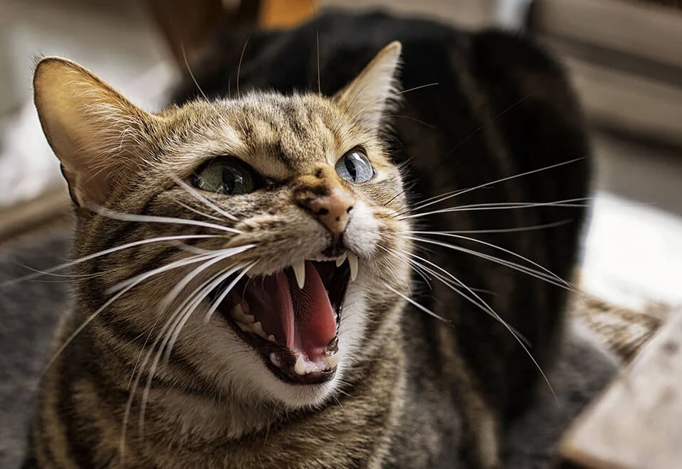 Kedi olan eve cin girer mi