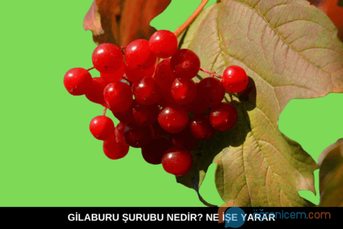 Gilaburu Şurubu Ne İşe Yarar? Kullananların Yorumları