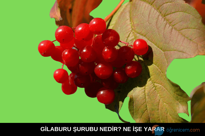 Gilaburu Şurubu Ne İşe Yarar? Kullananların Yorumları